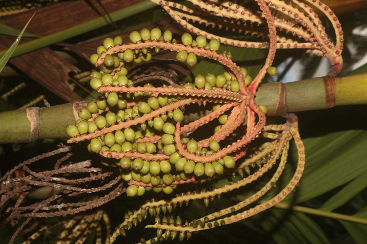 Pinanga coronata (Blume ex Mart.) Blume